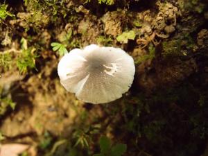 Lepiota atrodisca(黑斑環柄菇)