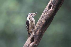 <a href="https://taieol.tw/muse/digi_object/438e247df00e7e28c59a9f26fc6d6b7a" target="_blank">Dendrocopos canicapillus／By：陳添財／臺灣物種名錄(TaiCOL)</a>