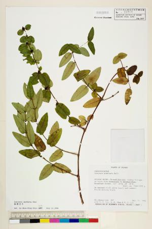 <a href="https://brmas.openmuseum.tw/muse/digi_object/e57914daf68ac480b730be3e8d4f8862" target="_blank">無梗忍冬(銳葉忍冬)／中央研究院生物多樣性研究博物館植物標本館 (HAST)</a>