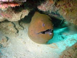 <a href="https://fishdb.sinica.edu.tw/muse/digi_object/8f5d0a16b60b5a9a275de48907dd37e9" target="_blank">Gymnothorax flavimarginatus@fishdb-media-3904／蔡明憲</a>