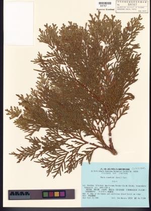 <a href="https://brmas.openmuseum.tw/muse/digi_object/e5a7b0cf1891ca978f6ac4abc9cf1506" target="_blank">側柏屬／中央研究院生物多樣性研究博物館植物標本館 (HAST)</a>