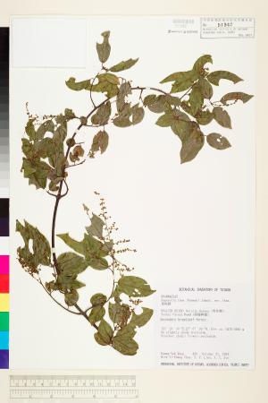 <a href="https://brmas.openmuseum.tw/muse/digi_object/e5af4939ec02fc5d13f7a384273a476e" target="_blank">雀梅藤／中央研究院生物多樣性研究博物館植物標本館 (HAST)</a>