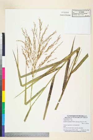 <a href="https://brmas.openmuseum.tw/muse/digi_object/e5bc419b08e3019d23b77a2bdb193f26" target="_blank">蘆竹／中央研究院生物多樣性研究博物館植物標本館 (HAST)</a>