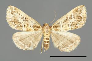 <a href="https://fact.tfri.gov.tw/muse/digi_object/67099d854b2b706b0d0afcc3577f840a" target="_blank">Bertula centralis／林業試驗所昆蟲標本館</a>