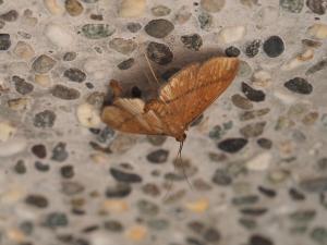 <a href="https://taieol.tw/muse/digi_object/ac88969a0f9b4c2aab7fc14a24efaf84" target="_blank">Filodes fulvidorsalis／By：max822／iNaturalist</a>