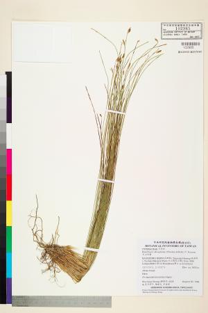 <a href="https://brmas.openmuseum.tw/muse/digi_object/e6009e7fd6e03ed8d3ff038d5e4197a5" target="_blank">玉山針藺／中央研究院生物多樣性研究博物館植物標本館 (HAST)</a>