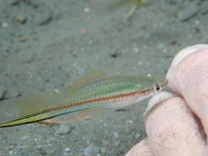 <a href="https://taieol.tw/muse/digi_object/d7998a15e35ebf7c64d69a27da695944" target="_blank">劍尾魚／By：mac11／iNaturalist</a>