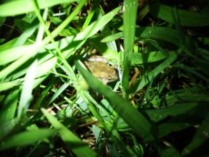 <a href="https://taieol.tw/muse/digi_object/cb7ad1e9ada9b84397017339784281db" target="_blank">小雨蛙／By：vole／iNaturalist</a>