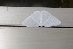 <a href="https://taieol.tw/muse/digi_object/3564f4bdc28ed385d2a6102fb78fb7ae" target="_blank">Micronidia intermedia／By：papilioshih／iNaturalist</a>
