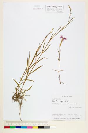 <a href="https://brmas.openmuseum.tw/muse/digi_object/e65f0342f2fce169e91ab0bceb72018e" target="_blank">瞿麥／中央研究院生物多樣性研究博物館植物標本館 (HAST)</a>