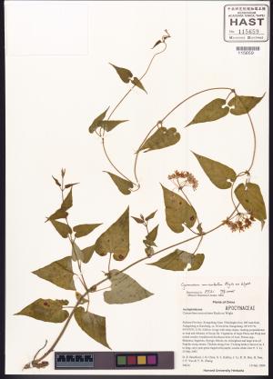 <a href="https://brmas.openmuseum.tw/muse/digi_object/e664c7af04c1450cd25a0f7d6a0abb97" target="_blank">牛皮消／中央研究院生物多樣性研究博物館植物標本館 (HAST)</a>