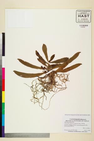 <a href="https://brmas.openmuseum.tw/muse/digi_object/e6655fe00b6324d8b191da9ffde5b9b2" target="_blank">黃松蘭／中央研究院生物多樣性研究博物館植物標本館 (HAST)</a>