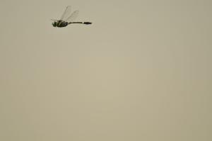 <a href="https://taieol.tw/muse/digi_object/c675813f5a99efcfe174b1c7d0b0fb01" target="_blank">慧眼弓蜓／By：weitingliu／iNaturalist</a>