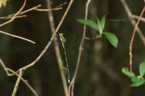 <a href="https://taieol.tw/muse/digi_object/c27c131ae0b7ff6963bd9ee664d4e7e6" target="_blank">黃肩洵蟌／By：馬承漢／臺灣物種名錄(TaiCOL)</a>