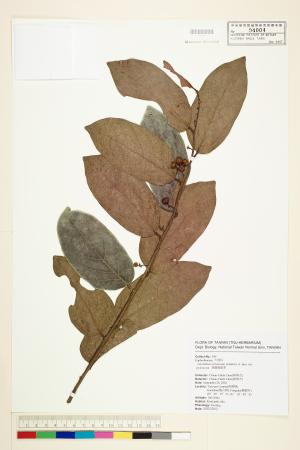 <a href="https://brmas.openmuseum.tw/muse/digi_object/e687824a8ac1a9ff96dc5859aea1efbc" target="_blank">錫蘭饅頭果／中央研究院生物多樣性研究博物館植物標本館 (HAST)</a>