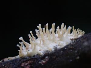 <a href="https://taieol.tw/muse/digi_object/3f74c5fd954066325d7ed59f1f253af3" target="_blank">齒狀刺孔菌／By：balawu／iNaturalist</a>