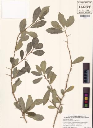 <a href="https://brmas.openmuseum.tw/muse/digi_object/e69a47bc47227c57624352a712376af8" target="_blank">柞木／中央研究院生物多樣性研究博物館植物標本館 (HAST)</a>