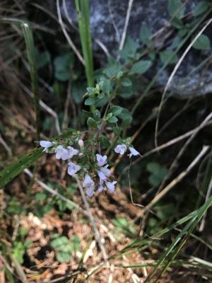 <a href="https://taieol.tw/muse/digi_object/f88f0a030041da408d877158ee91c234" target="_blank">野薄荷／By：buggi／iNaturalist</a>