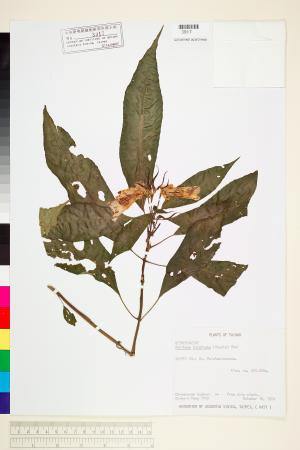 <a href="https://brmas.openmuseum.tw/muse/digi_object/e6b583e68b3178b937f0a60313eaf53d" target="_blank">台灣半蒴苣苔(角桐草)／中央研究院生物多樣性研究博物館植物標本館 (HAST)</a>