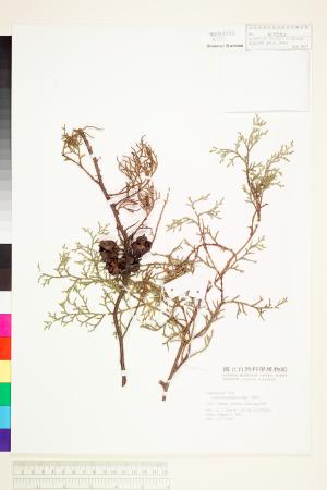 <a href="https://brmas.openmuseum.tw/muse/digi_object/e6cbcc3c0bb14d4f1a1fead60277600e" target="_blank">白粉柏／中央研究院生物多樣性研究博物館植物標本館 (HAST)</a>