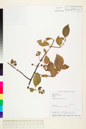 <a href="https://brmas.openmuseum.tw/muse/digi_object/e6e8f6350ac40a383257cbf634fd3c8c" target="_blank">紫茉莉／中央研究院生物多樣性研究博物館植物標本館 (HAST)</a>