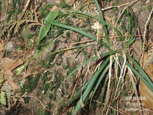 <a href="https://taieol.tw/muse/digi_object/1fb1b7089118f6b6c6a507e9bccba27c" target="_blank">直蕊宿柱薹／By：cyst007／iNaturalist</a>