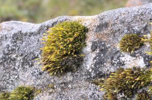 Grimmia longirostris Hook. 近緣紫萼苔(moss) 生態照