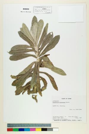 <a href="https://brmas.openmuseum.tw/muse/digi_object/e6f81206a9a5a5d564118e6907d0e533" target="_blank">鼠麴草屬／中央研究院生物多樣性研究博物館植物標本館 (HAST)</a>