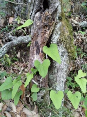 <a href="https://taieol.tw/muse/digi_object/b5683c89180d8d494df433a4fc3a40a5" target="_blank">大葉馬兜鈴／By：naturalist14740／iNaturalist</a>