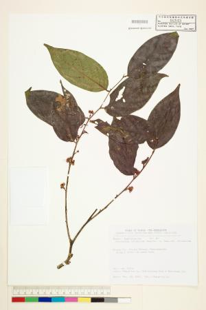 <a href="https://brmas.openmuseum.tw/muse/digi_object/e6fce0e747f54f6798bf3773bca4c22a" target="_blank">錫蘭饅頭果／中央研究院生物多樣性研究博物館植物標本館 (HAST)</a>