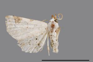 <a href="https://fact.tfri.gov.tw/muse/digi_object/19bf312b62b56ed19d2f4e2776c36bd3" target="_blank">Prolophota trigonifera／林業試驗所昆蟲標本館</a>