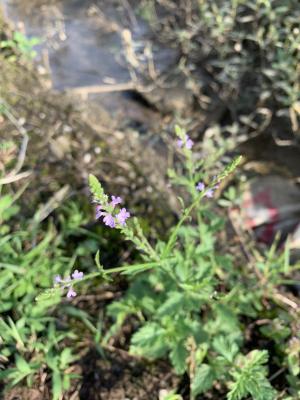 <a href="https://taieol.tw/muse/digi_object/465d2485ae85989cbfb688e403dc07f1" target="_blank">馬鞭草／By：hsiang／iNaturalist</a>