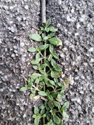 <a href="https://taieol.tw/muse/digi_object/a7a98cd60296c561f7bba1228fedab37" target="_blank">小牙草／By：chinyunf／iNaturalist</a>