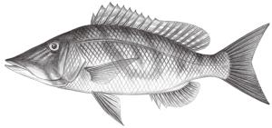<a href="https://fishdb.sinica.edu.tw/muse/digi_object/f977c89d674f888db06b2ba535337903" target="_blank">Lethrinus olivaceus／By：鄭義郎／鄭義郎</a>