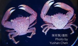 <a href="https://taieol.tw/muse/digi_object/9cdaeef87a0771502a8a9754356b5bab" target="_blank">紅斑梯形蟹／By：陳育賢／陳育賢</a>