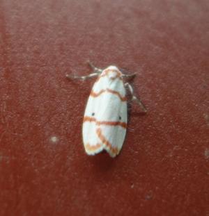 <a href="https://taieol.tw/muse/digi_object/850a82b986027f691b8d29c7ef3657bc" target="_blank">Cyana hamata hamata／By：chiehliangchen／iNaturalist</a>