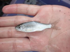 <a href="https://taieol.tw/muse/digi_object/34c560ecbaa125a919534b097aa2ddac" target="_blank">高身白甲魚／By：erickrab／iNaturalist</a>