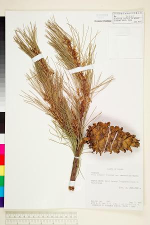 <a href="https://brmas.openmuseum.tw/muse/digi_object/e77d747fd046b7a92b34a033d2287e0b" target="_blank">台灣華山松／中央研究院生物多樣性研究博物館植物標本館 (HAST)</a>
