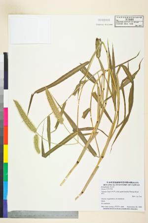 <a href="https://brmas.openmuseum.tw/muse/digi_object/e78dab48ac08265d87b6799828a4541b" target="_blank">狗尾草屬／中央研究院生物多樣性研究博物館植物標本館 (HAST)</a>
