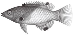 <a href="https://fishdb.sinica.edu.tw/muse/digi_object/8567caee8490e677ec5d0faeddfa1fd2" target="_blank">Bodianus axillaris／By：鄭義郎／鄭義郎</a>