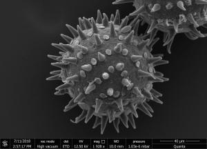 <a href="https://ntm-naturearchive.openmuseum.tw/muse/digi_object/b7e9a4ac8691359b098e70784ce8b564" target="_blank">梵天花／國立臺灣博物館</a>