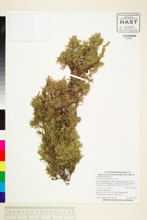 <a href="https://brmas.openmuseum.tw/muse/digi_object/e7b2945ef99ec6035d0e5140a6c00cf5" target="_blank">刺柏／中央研究院生物多樣性研究博物館植物標本館 (HAST)</a>