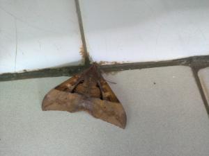 <a href="https://taieol.tw/muse/digi_object/2a4dc7bde40cb9db16ca78929066e592" target="_blank">藍條裳蛾／By：naturalist6455／iNaturalist</a>
