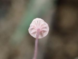 Mycena pterigena(粉翅小菇)