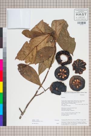 <a href="https://brmas.openmuseum.tw/muse/digi_object/e7eddb6670966b5c800f3f1c53b5dd06" target="_blank">福木屬／中央研究院生物多樣性研究博物館植物標本館 (HAST)</a>