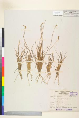 <a href="https://brmas.openmuseum.tw/muse/digi_object/e7fabffac849f4f58a354a163cabe16e" target="_blank">蜈蚣草／中央研究院生物多樣性研究博物館植物標本館 (HAST)</a>