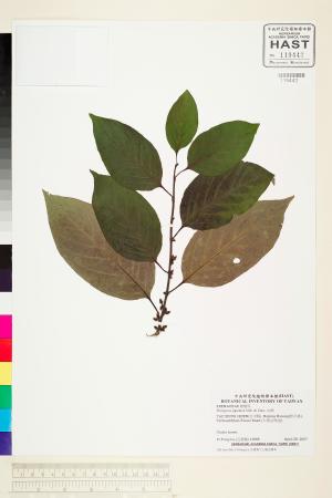 <a href="https://brmas.openmuseum.tw/muse/digi_object/e7ffdeb5d9e11a2933e7c3628d97d4e5" target="_blank">山柿／中央研究院生物多樣性研究博物館植物標本館 (HAST)</a>