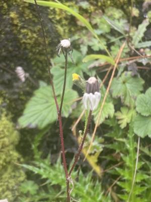 <a href="https://taieol.tw/muse/digi_object/4bd31633f84f166d8781dda5b0b25ddb" target="_blank">毛連菜／By：tsengkh／iNaturalist</a>