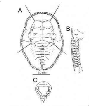 Aleuroclava jasmini  (Takahashi, 1932)