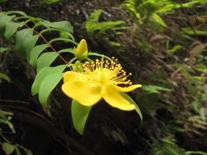 雙花金絲桃